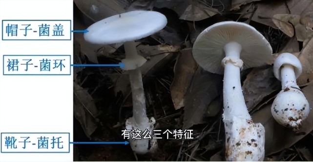 毒蘑菇致命鹅膏50克就能致命,如何辨别毒蘑菇?