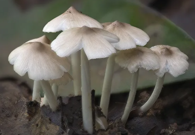 毒蘑菇致命鹅膏50克就能致命,如何辨别毒蘑菇?