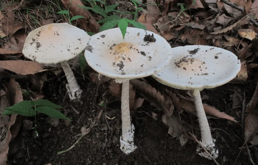 年在被誉为"野生菌天堂"的云南,就曾有人误食了剧毒的"白毒伞"蘑菇