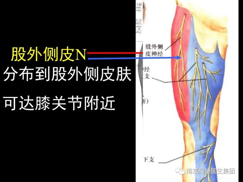 值得收藏下肢神经解剖详细图解