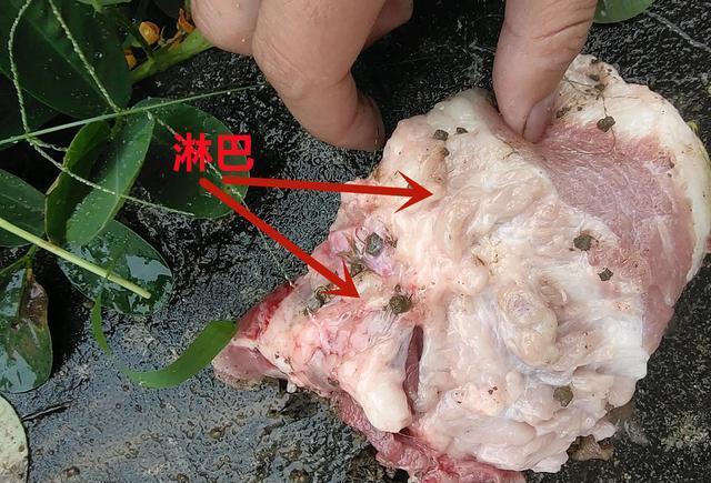 虽然在处理时会剔除,但是还是会有一些淋巴结位于肉中,剔除不掉的