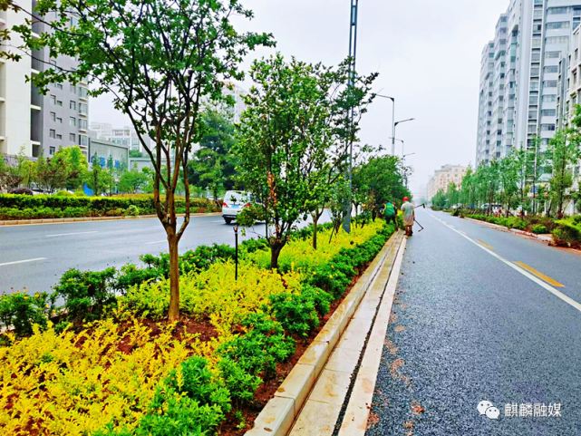 通过对人行道绿化带整段栽植及插空栽植水杉740棵,将机非隔离带原有