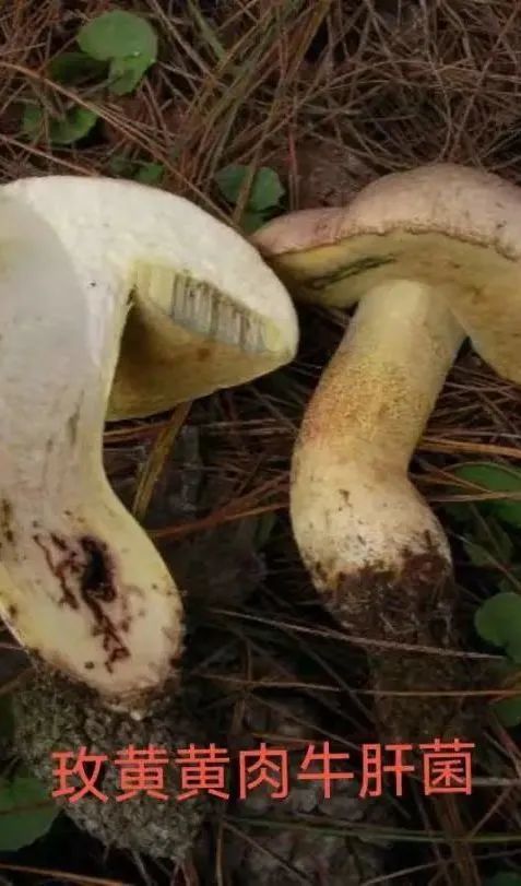 (图源:野生菌大全,侵删)3绝对避免食用的有毒牛肝菌毒新牛肝菌,新苦粉