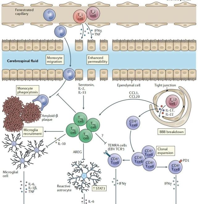 Nature重磅：PD-L1/PD-1阻断疗法，不仅能抗癌，还能抗衰老