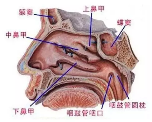 霞浦康明医院耳鼻喉科:鼻甲肥大的6大症状