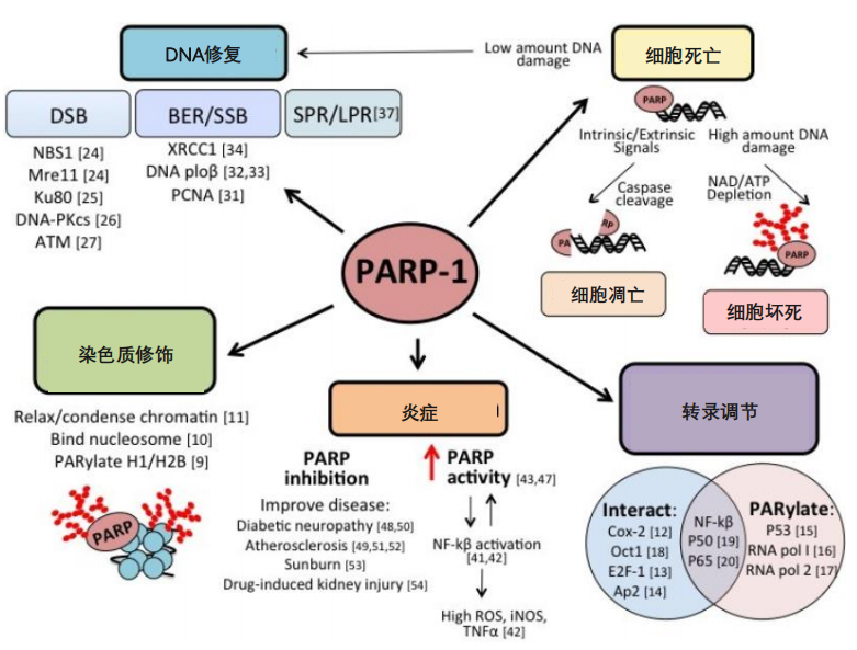 卵巢癌治疗进入全新模式parp抑制剂及其作用机理