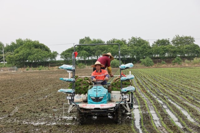 淮安市洪泽区岔河镇:有机稻率先栽插 夏种工作拉开序幕