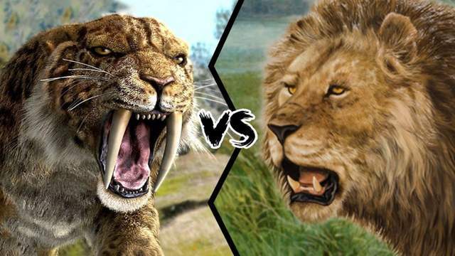 剑齿虎vs残暴狮谁才是真正的史前猫科一哥