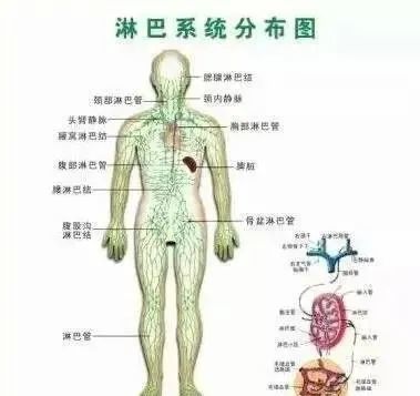 颈部淋巴腋下淋巴腹股沟淋巴决定你的生命健康