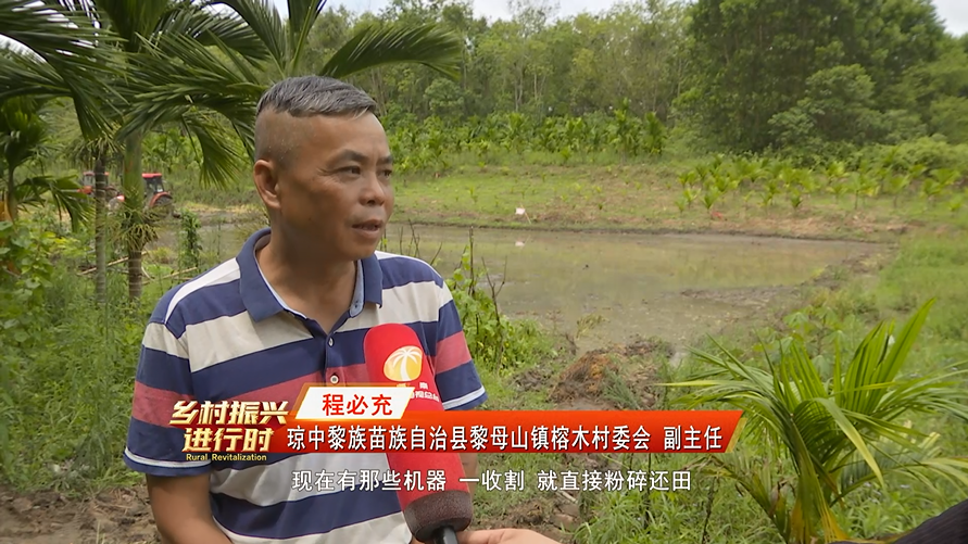 来到琼中黎族苗族自治县黎母山镇榕木村委会的水稻田种植基地里,记者