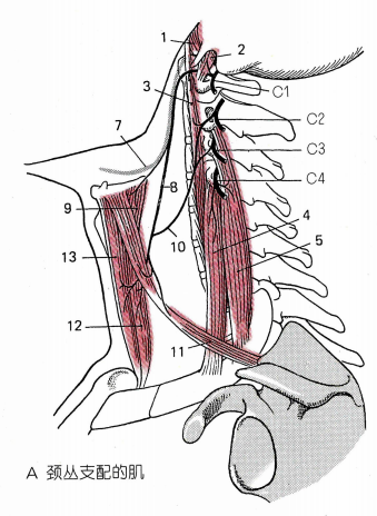 颈深神经袢7 舌下神经8 颈袢上根9 甲状舌骨肌10 颈袢下根11 肩胛舌骨