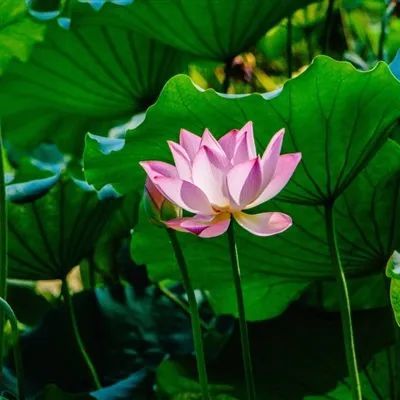 ins头像|荷花微信头像 气质高雅的荷花图片