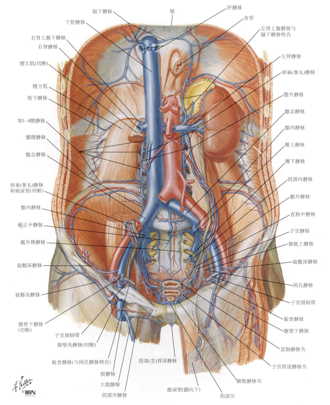 奈特解剖图谱腹后壁的解剖