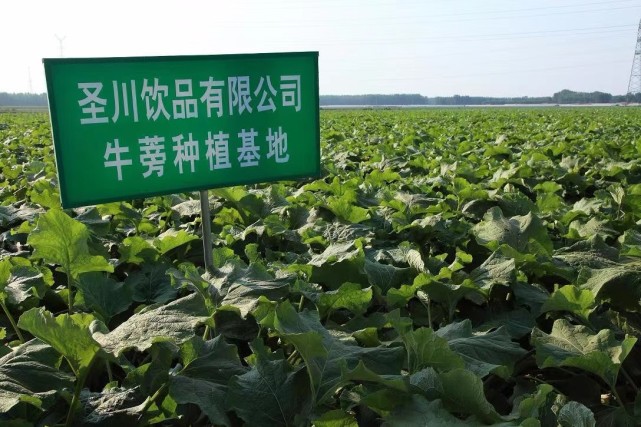 安丘拉长预制菜产业"链条",创新引领现代农业高质量发展