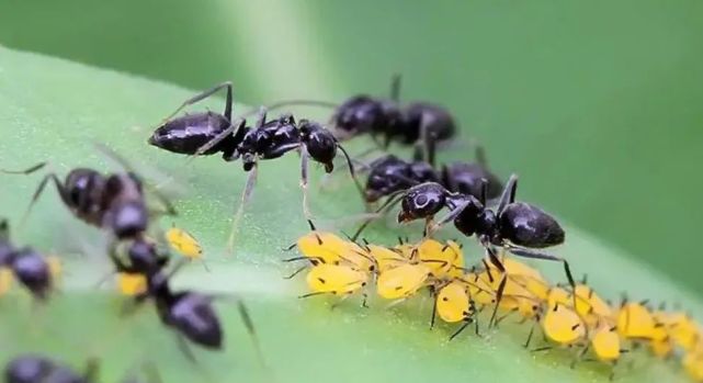 蚂蚁喜欢甜食,蚜虫贪得无厌,两个昆虫经常会伴生.3.