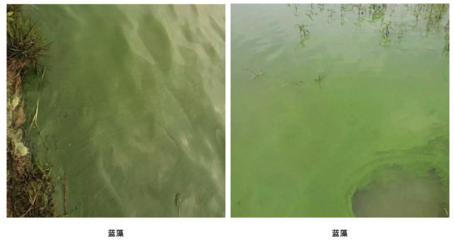 蓝藻处理蓝藻安全有效的处理方法最后,当把裸藻抑制住,就需要重新培一