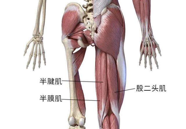 它是由半膜肌,半腱肌和股二头肌所组成的,这一组肌肉的主要作用和大腿