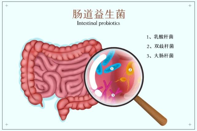 抑制有害菌和外来病菌生长,改善过敏,进行免疫调节,从而维护肠道菌