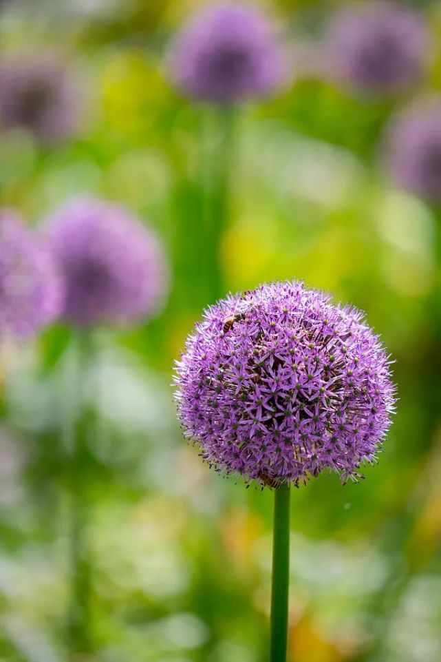 南沙河沿岸花语:聪明可爱花期:4月~5月别名:吉安花,硕葱,绒球葱推荐语