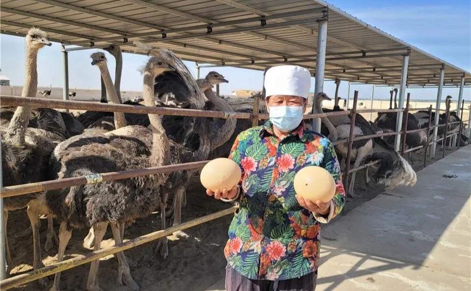 新鮮!阿拉善這個地方有個鴕鳥養殖基地(圖2)