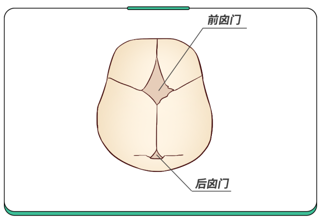 头部,那里前后各有一块未完全闭合的颅骨,组成了咱们常说的前,后囟门!