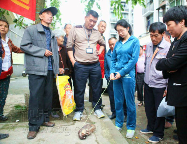 重庆街上有人卖猫?结果是野生保护动物鱼鳅猫
