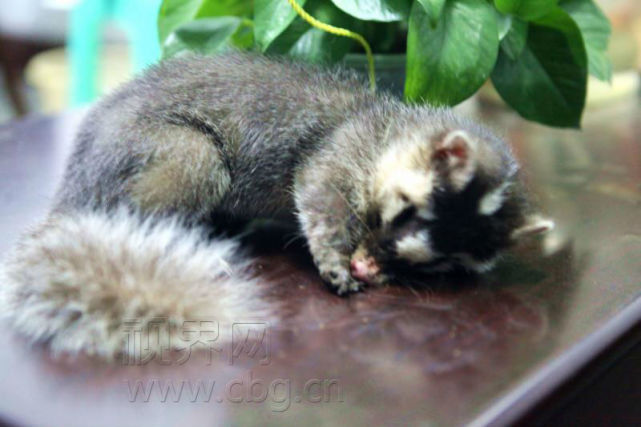 重庆街上有人卖猫结果是野生保护动物鱼鳅猫