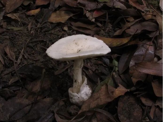 15月广西报告17起毒蘑菇中毒事件多张图片教你识别毒蘑菇