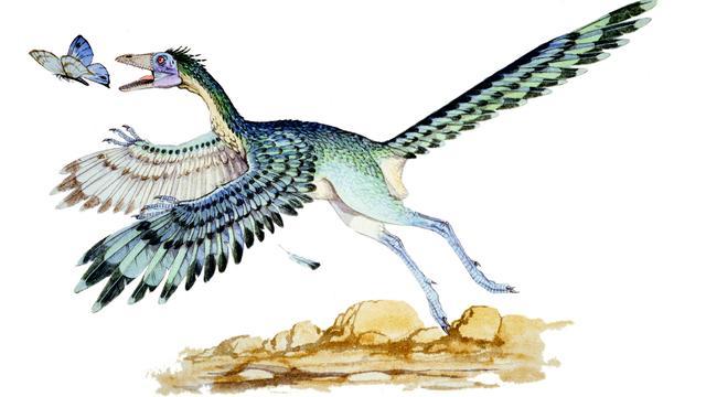 恐龙在灭绝之前身上就出现了羽毛跟今天鸟类的羽毛有何不同