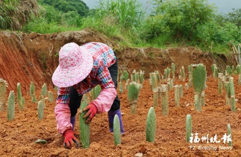 村民正在种植米邦塔食用仙人掌.