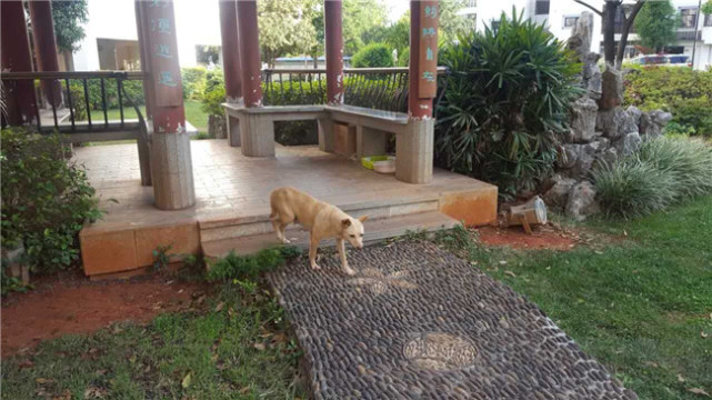 昆明流浪狗“蜗居”小区咬伤人 住户都要绕道走