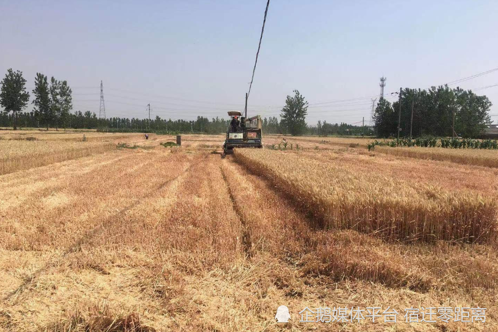 宿豫区395万亩小麦开镰收割