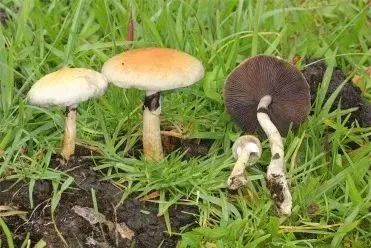 看起来平平无奇,但有些裸盖菇菌肉或菌柄受到损伤时会出现颜色变化