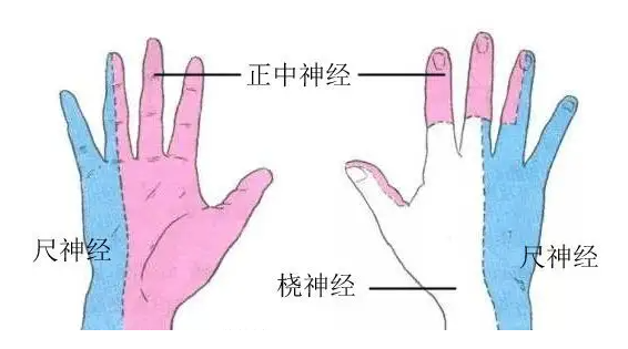 该神经还支配食指和中指的指腹