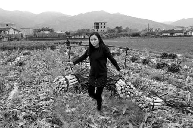 梅州85后女孩放弃珠海高薪回乡种菜