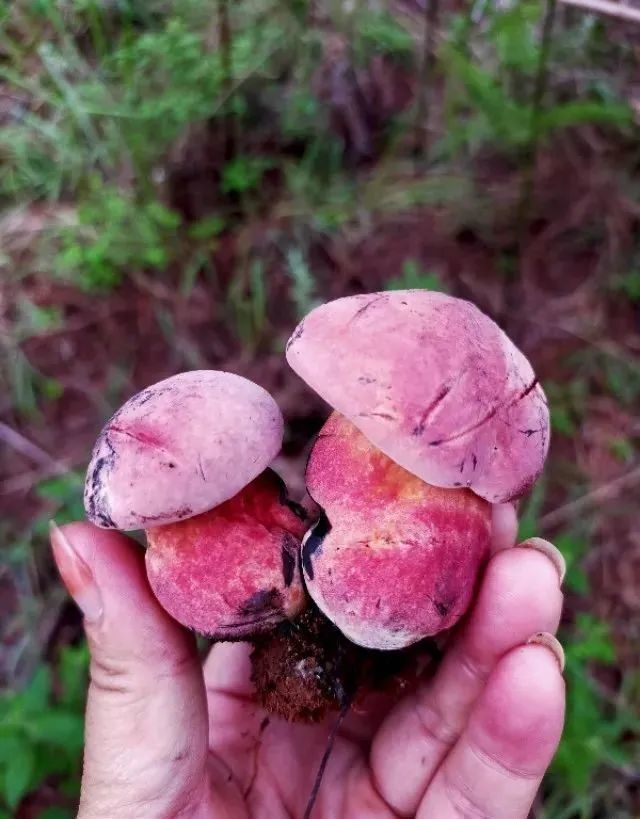 红葱菌也是见手青里的一种,这种菌子帽子是红色的,帽檐下偏黄,看上去