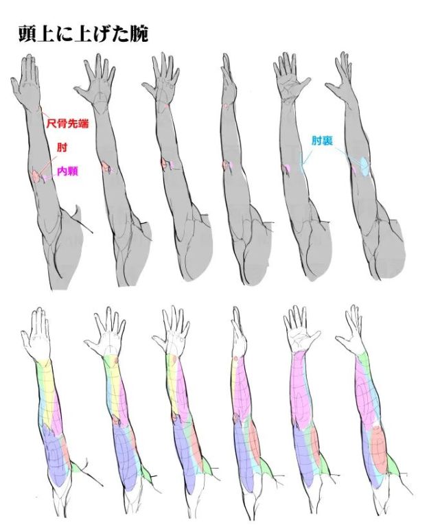 手臂肌肉画法图解