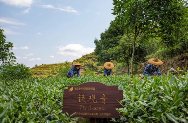 茶乡农遗三安溪铁观音茶文化系统知识