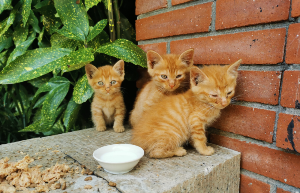 急急蝴蝶湾公园有6只流浪猫生病了