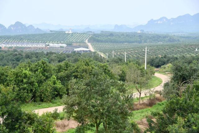 扶绥县"果满山坡"坚果产业核心示范区坚果树满山坡.