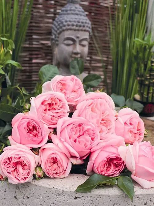 我の花园心愿单——浅色系欧月篇