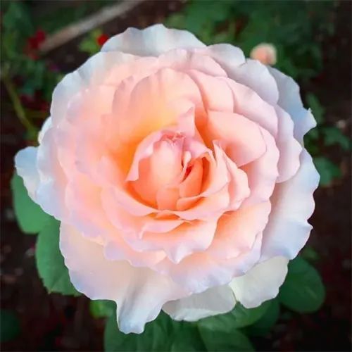 我の花园心愿单——浅色系欧月篇