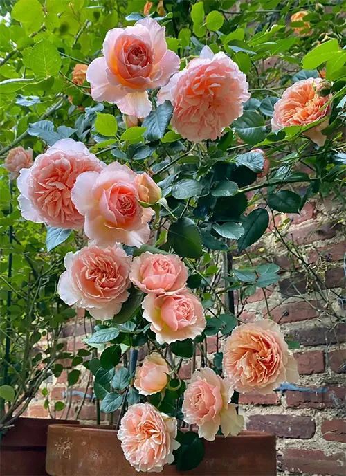 我の花园心愿单——浅色系欧月篇
