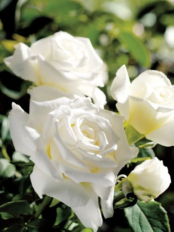 我の花园心愿单——浅色系欧月篇