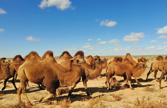 你知道骆驼奶怎么分辨真假吗？教你识别假驼奶骗局