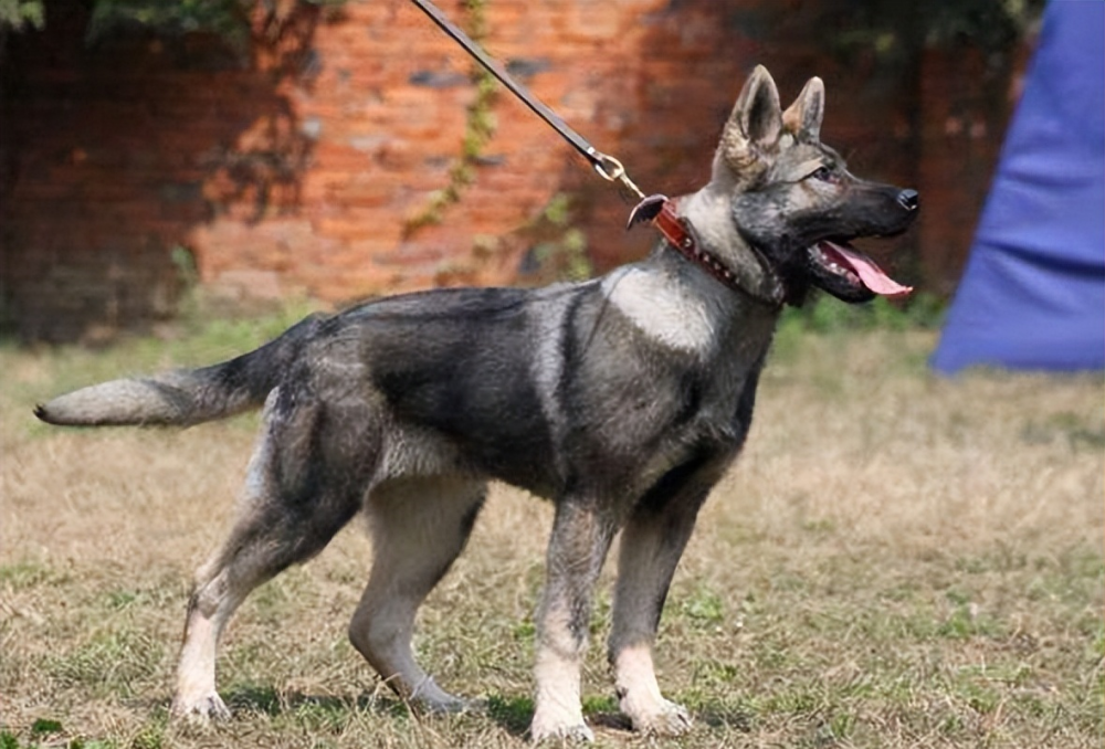 昆明犬6大亮点难怪让人直夸好真是不可多得的好狗