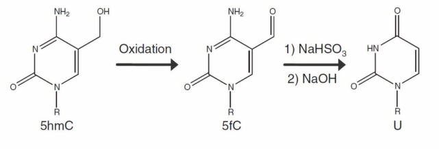 甲酰化的 c 碱基,可以被重亚硫酸氢盐转化成 u;而甲基化的 c,不会被