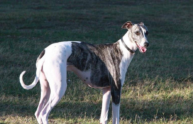 聪明的人,都去养"格力犬了,5大优点让人夸赞