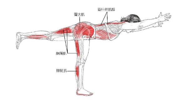 【瑜伽解剖】基础动作解剖图示(收藏版)