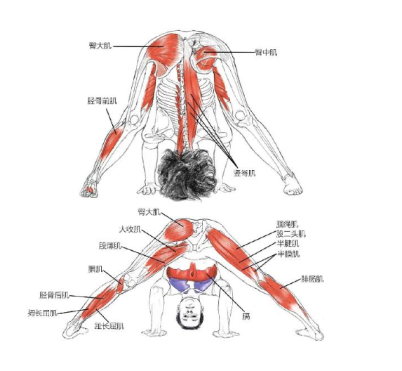【瑜伽解剖】基础动作解剖图示(收藏版)